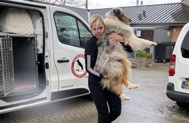 Dom afsagt! Sejr for hundene!
