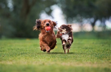 Er din hund en hvalp eller en junior hund? 