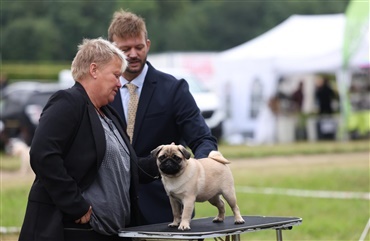 Hund i fokus forts&aelig;tter p&aring; Vilhelmsborg