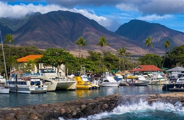 Hunde hj&aelig;lper katastrofeomr&aring;de p&aring; Hawaii