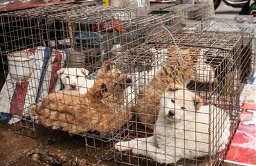 Yulin hundekødsfestival 2016 starter i dag