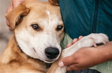 Din guide til den n&aelig;ste hundetid