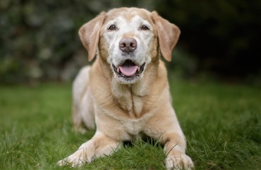 Den &aelig;ldre hund f&aring;r ogs&aring; &oslash;mme ben