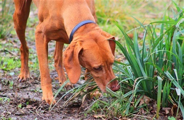 Hunde har ikke en naturlig frygt for giftige slanger