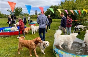 Se billederne: Poolparty med golden retrievere