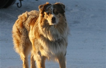 Pas på hunden ved tø-is på søer mv.