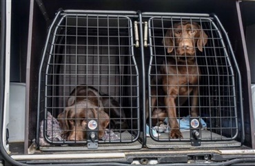 Sæt hunden først, hvis den skal have hjem - Hunden.dk