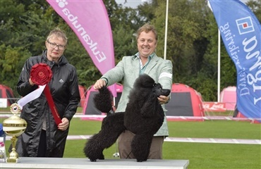 Flyvende mellempudel Best in show