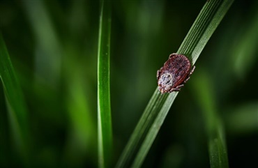 Babesiose – en fl&aring;tb&aring;ren sygdom