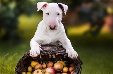 M&aring; min hund spise &aelig;bler?