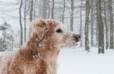 Hund og unge mænd reddede mand fra kuldedøden