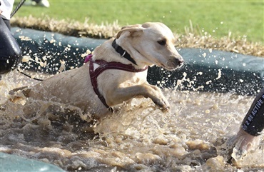 Se billederne: Muddy Dog