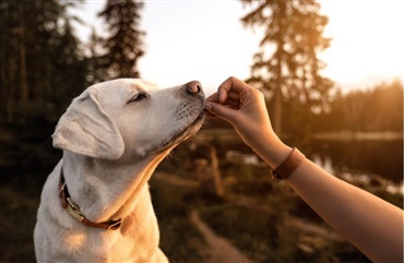 Hundefoder – hvorfor er fedt vigtigt? 