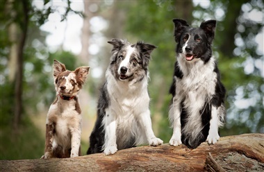 Fra HUNDEN: Raceportr&aelig;t af den alsidige border collie 