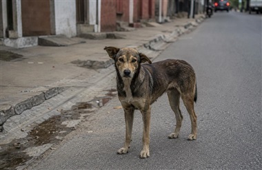 EU-initiativ vil styrke beskyttelsen af herrel&oslash;se hunde og katte