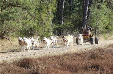 Polarhundenes Danmarksmesterskab