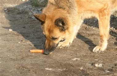 Hvis din hund havde job