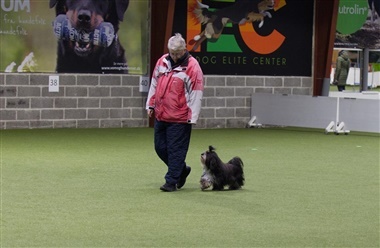 Havaneser debuterede i lydighedsklasse 3