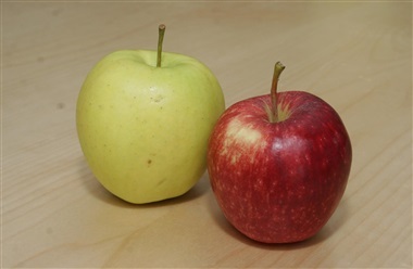 N&aring;r haven bugner: Hvad m&aring; hunden spise?