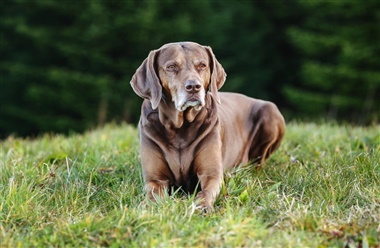 Kan hunde se farver?