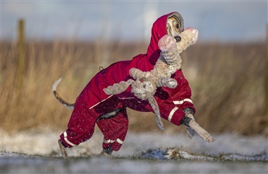 Brugernes store snegalleri