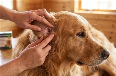 S&aring;dan opdager du fl&aring;ter p&aring; din hund