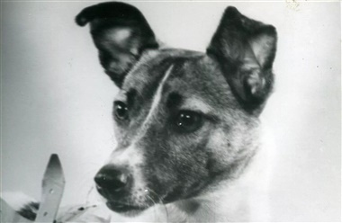 Laika banede vejen for Artemis II