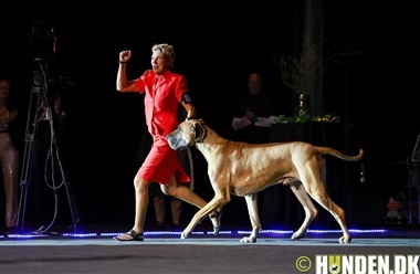 Se billederne: Show of Winners i gallaglimt