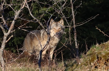 Ulve kontra almindelige hunde