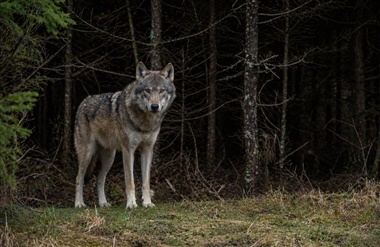 Ulv dr&aelig;ber hundehvalp