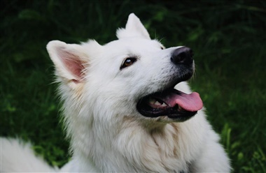 Hjemmelavede julesnacks til hunden