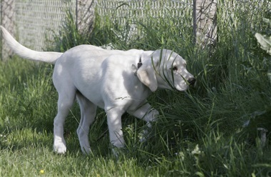 Fugleinfluenza og hunde