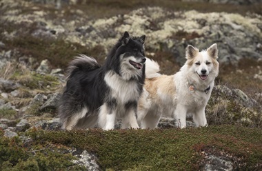 Gammel, &aelig;ldre, Jarl