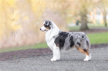 Send dit bedste foto af &aring;rets DKK racevinder