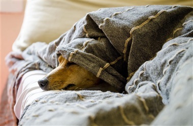 Sover du d&aring;rligere med hunden?