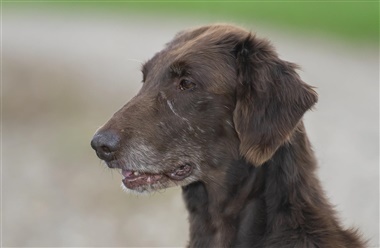 Gr&aring; muler og visdom: Hvorfor seniorhunde er noget helt s&aelig;rligt