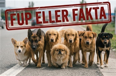 Fup eller fakta: Syv hunde flygter fra k&oslash;dfabrik