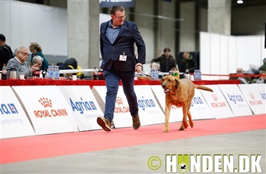 Billeder fra Fredericia: Veteran og opdr&aelig;tsklasser