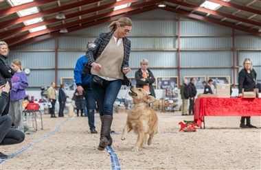 Sidste chance: Skal din golden med til Golden Show Event?