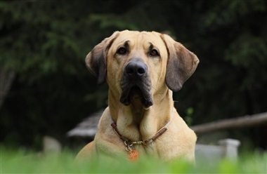 Hvalpedagbog: Valget af den rette hanhund