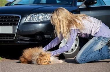 6 gode r&aring;d, hvis din hund bliver ramt af en bil 