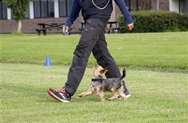 Lydighed: Vejen til det ultimative makkerskab