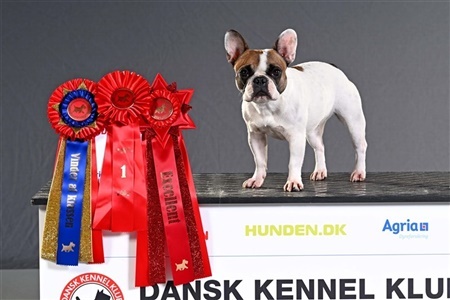 DKK-udstilling Herning (alle billeder online)