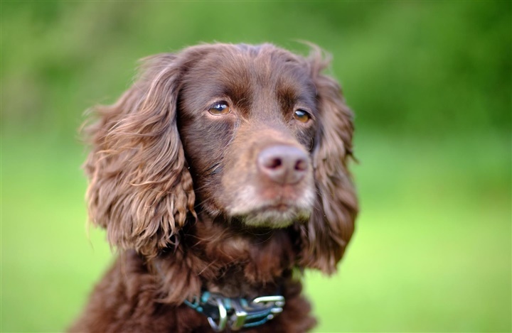 England: Hund fundet otte &aring;r efter at v&aelig;re stj&aring;let