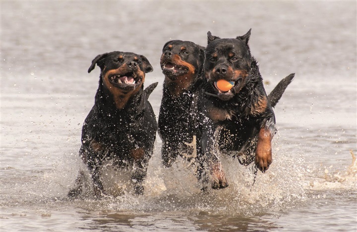 Fra HUNDEN: Raceportr&aelig;t af den loyale rottweiler