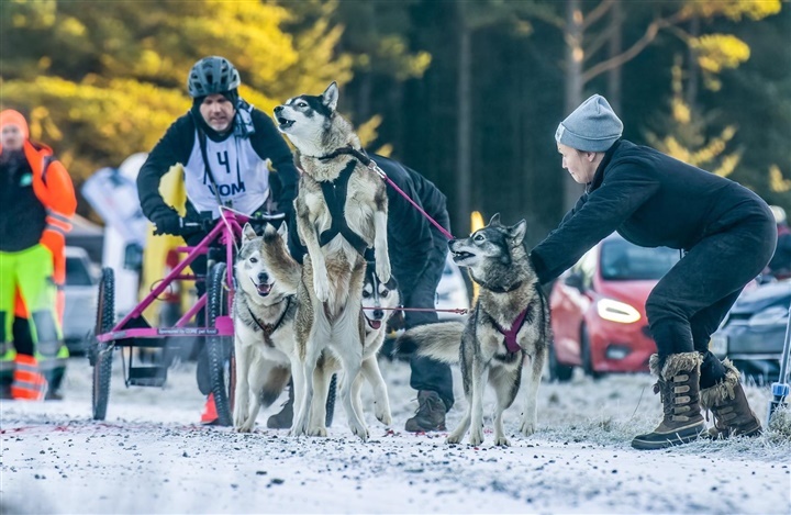 Del dine historier og nyheder med hunden.dk