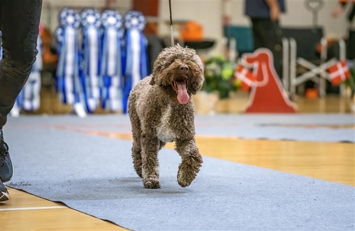 Nye avlskrav og anbefalinger for Lagotto Romagnolo