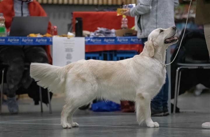 DRK Region Sydjylland inviterer til vinterskue i B&aelig;kke
