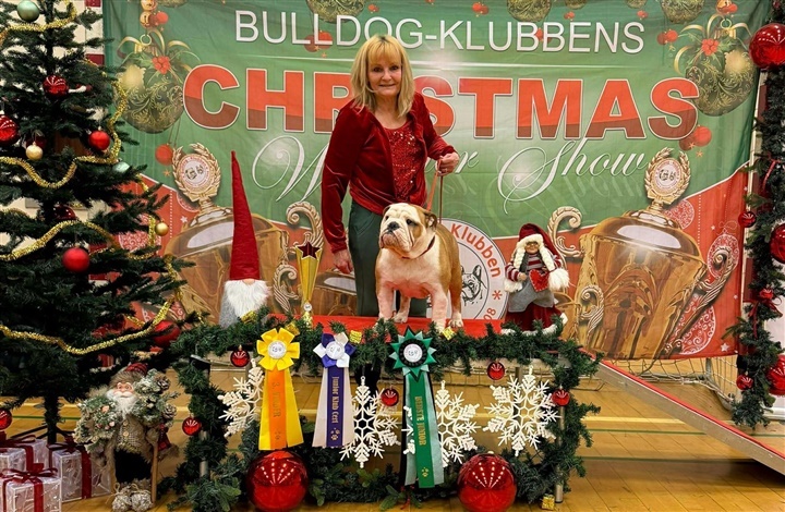 BIR, BIS og bj&aelig;ldeklang: Da Bulldog-Klubben holdt julefest