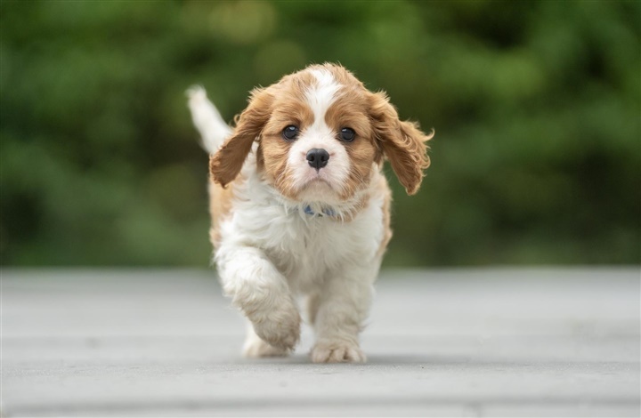 Hvalpetr&aelig;ning for begyndere: fire vigtige kommandoer